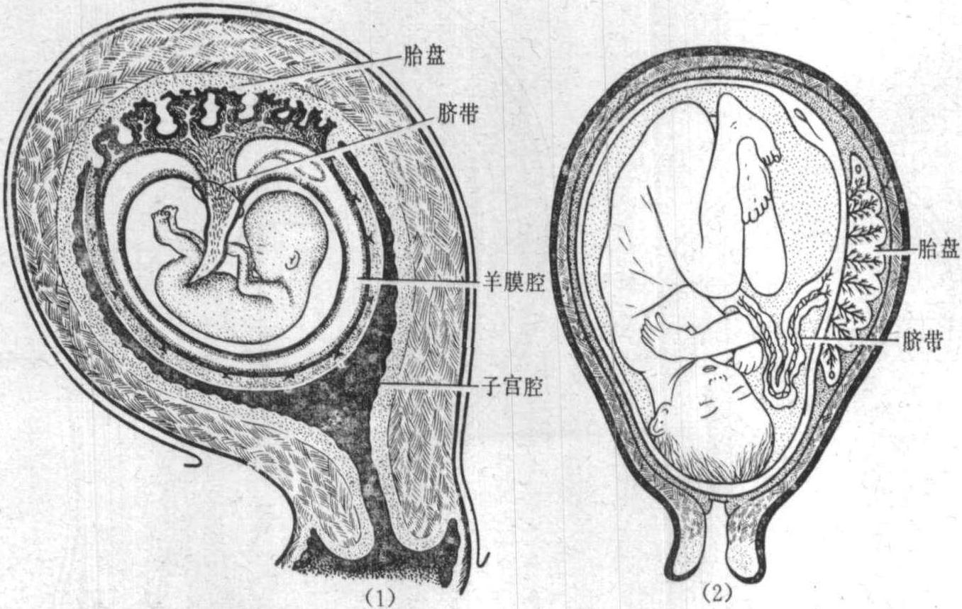 图17～17 脐带形成(一)-功能组织学与胚胎学-医学